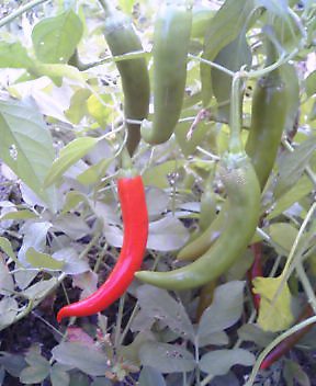 アップロードファイル 119-1.jpg