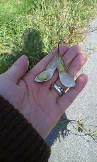 アップロードファイル 125-1.jpg