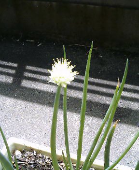 アップロードファイル 49-1.jpg