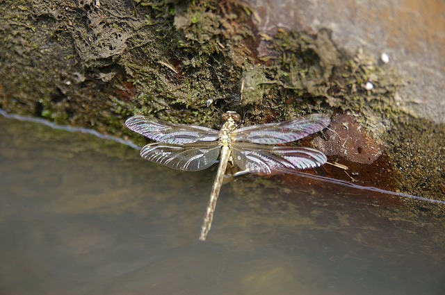 アップロードファイル 54-1.jpg