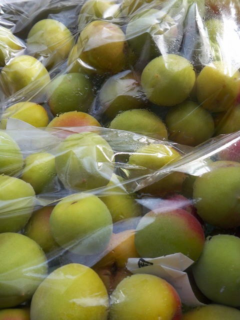 アップロードファイル 67-1.jpg