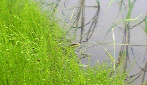 アップロードファイル 69-1.jpg