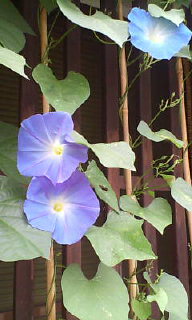 アップロードファイル 73-1.jpg