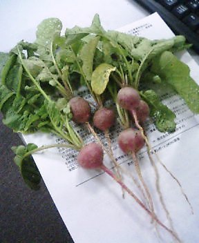 アップロードファイル 74-1.jpg